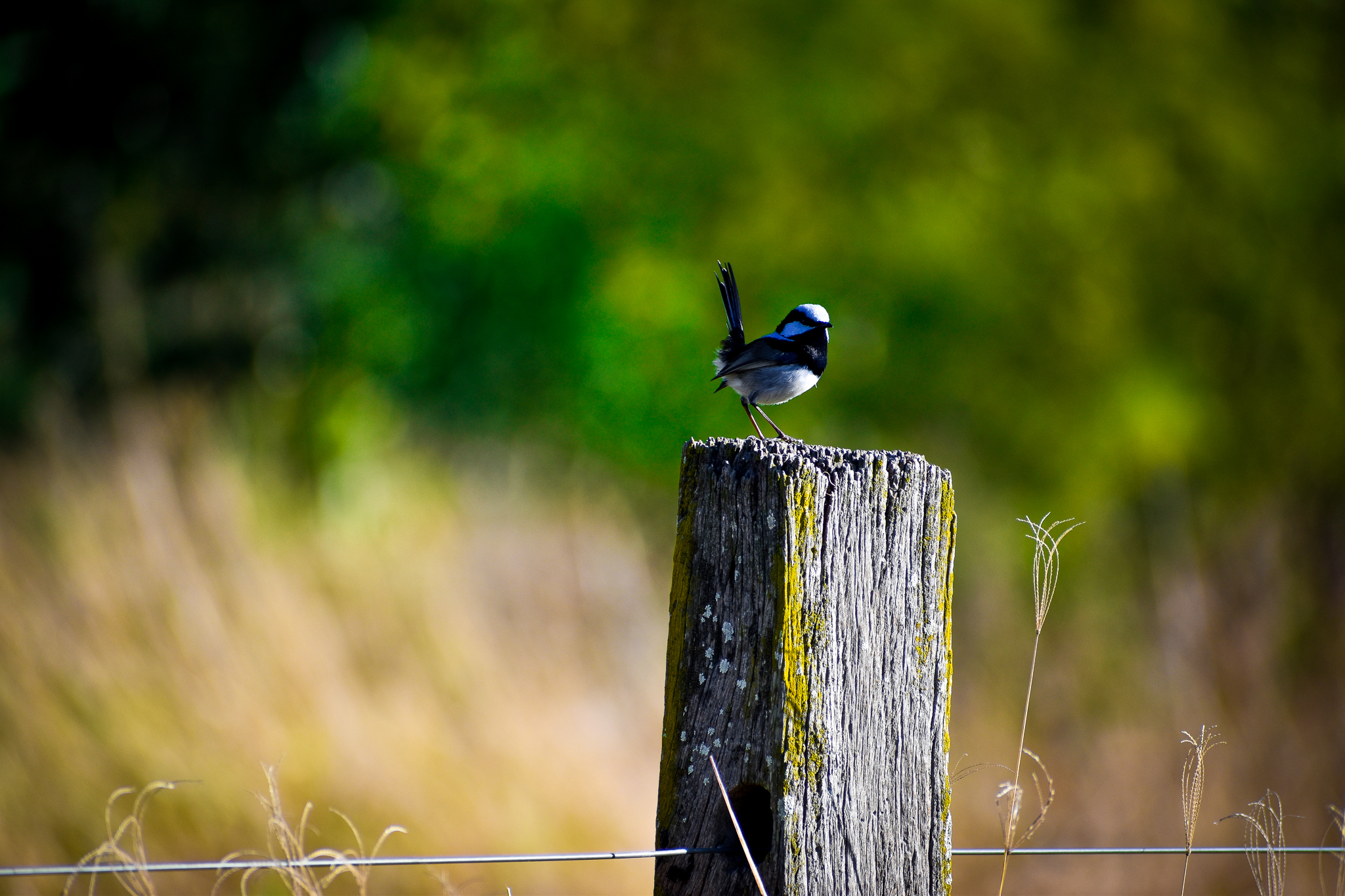 Superb Fairywren (Malurus cyaneus)