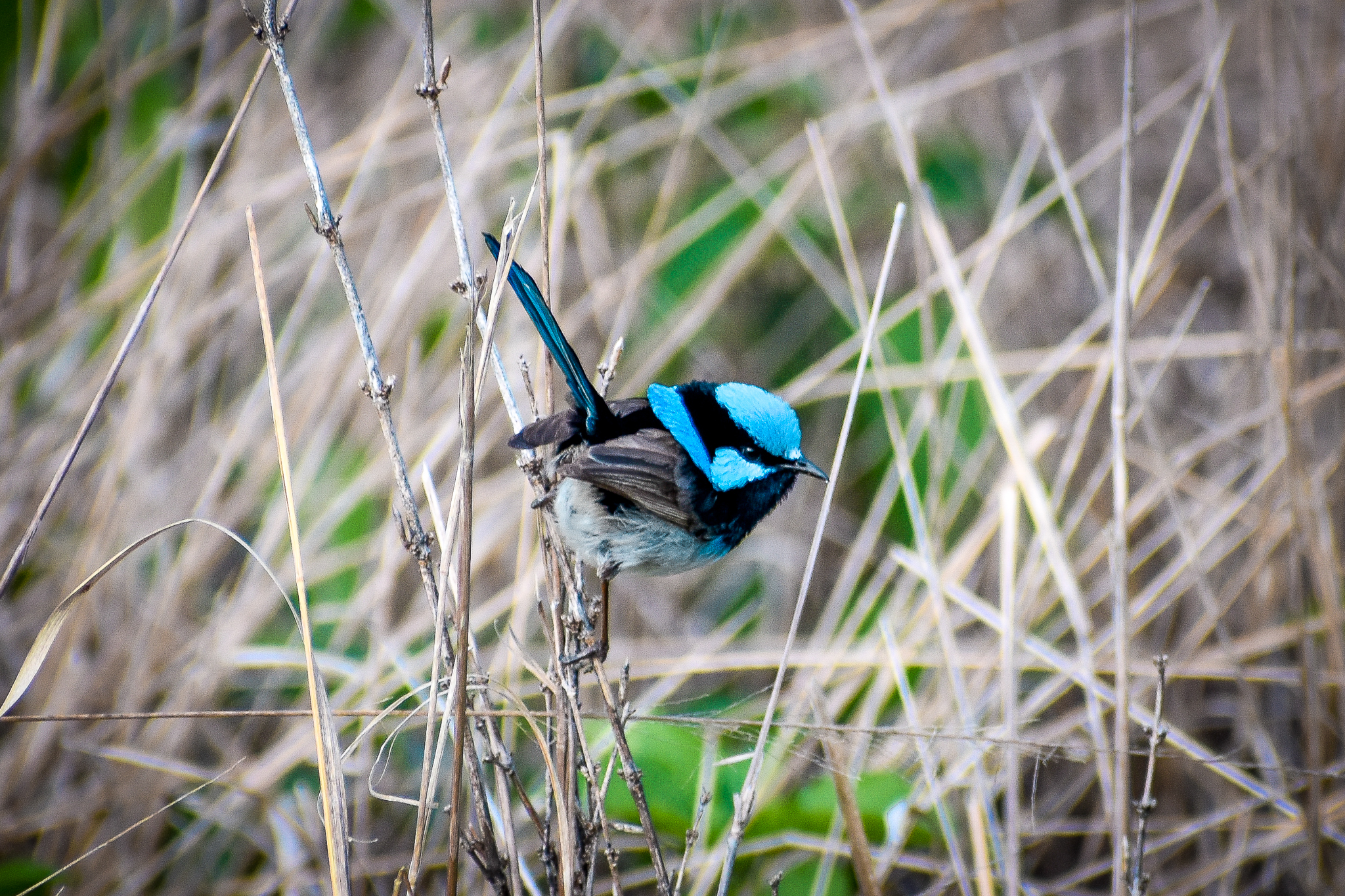 Superb Fairywren (Malurus cyaneus)