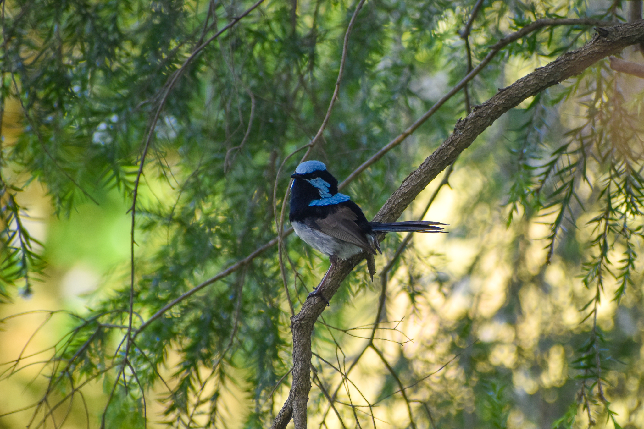 Superb Fairywren (Malurus cyaneus)