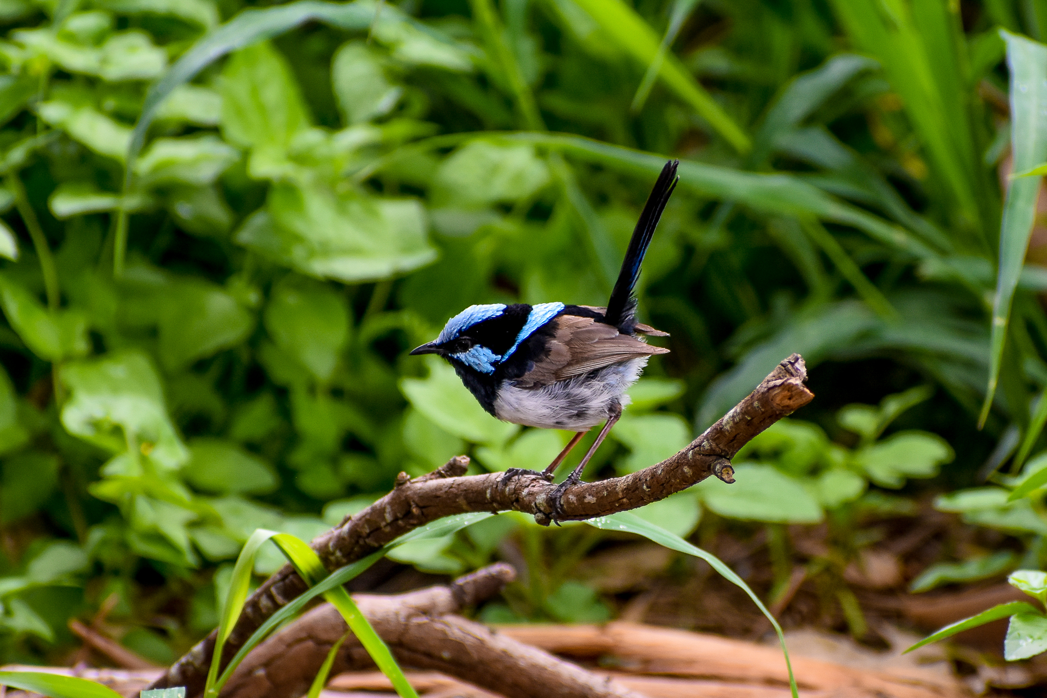 Superb Fairywren (Malurus cyaneus)