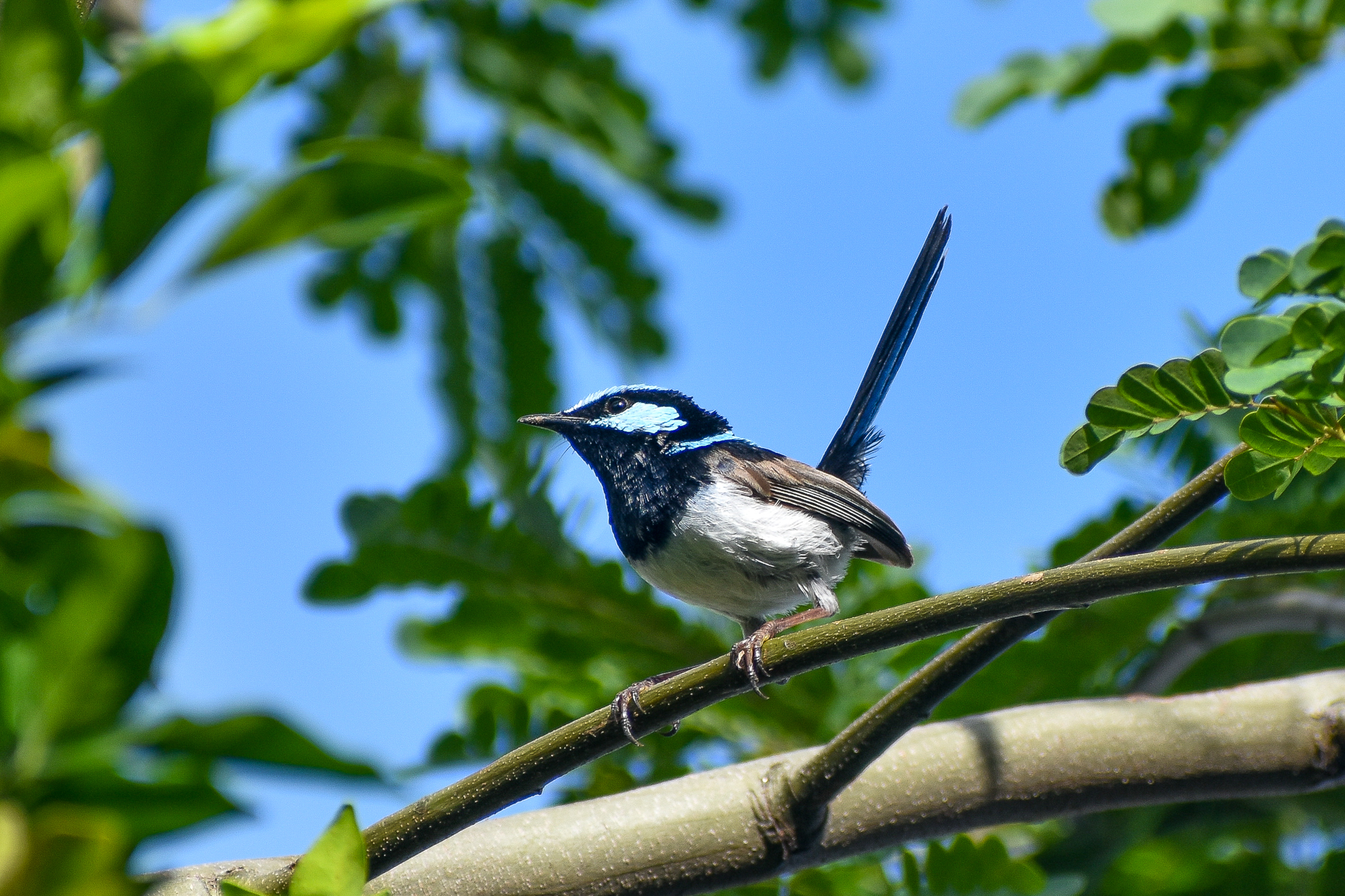 Superb Fairywren