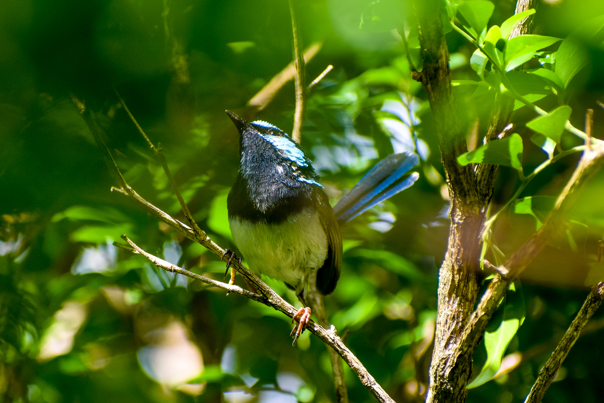 Superb Fairywren