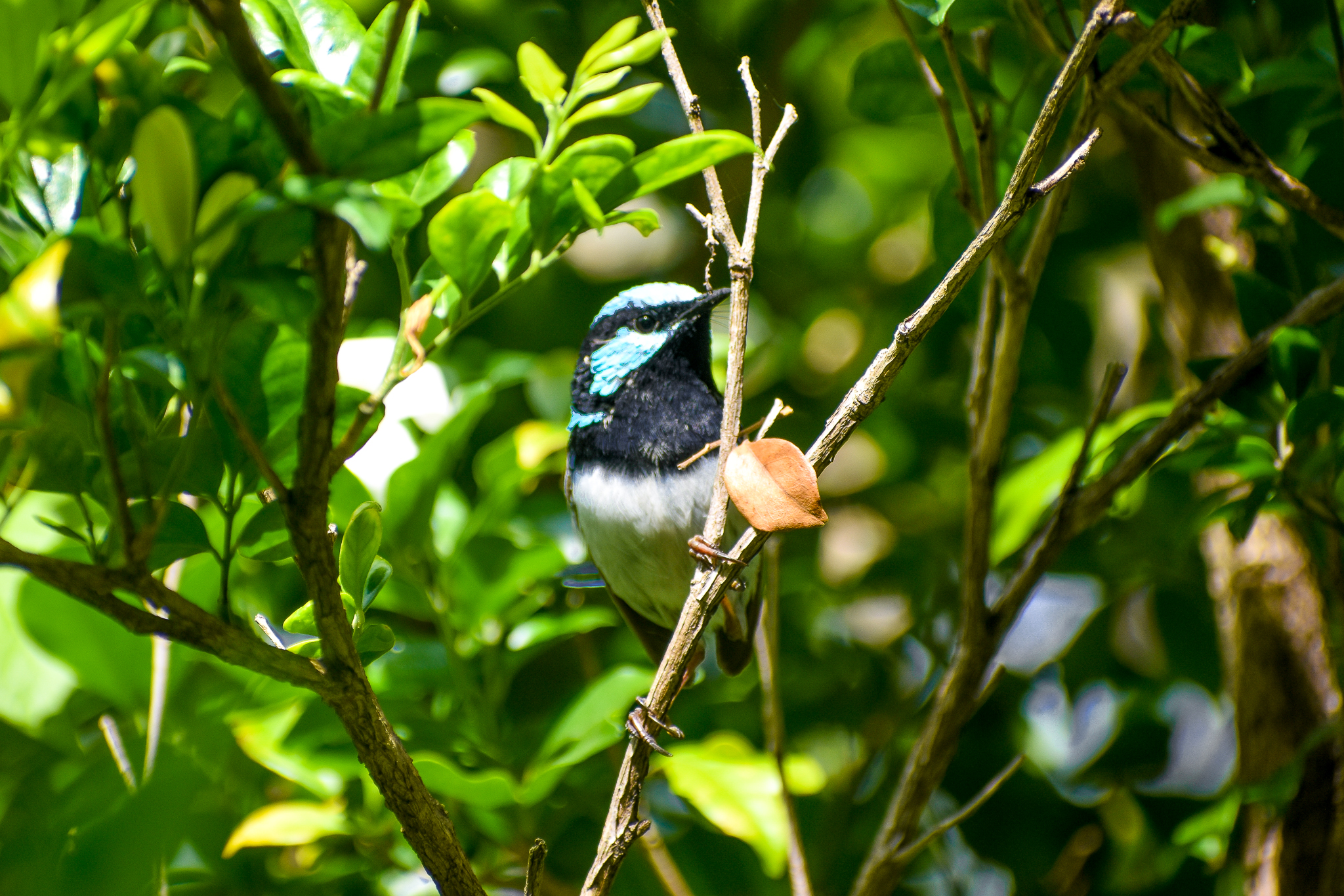 Superb Fairywren