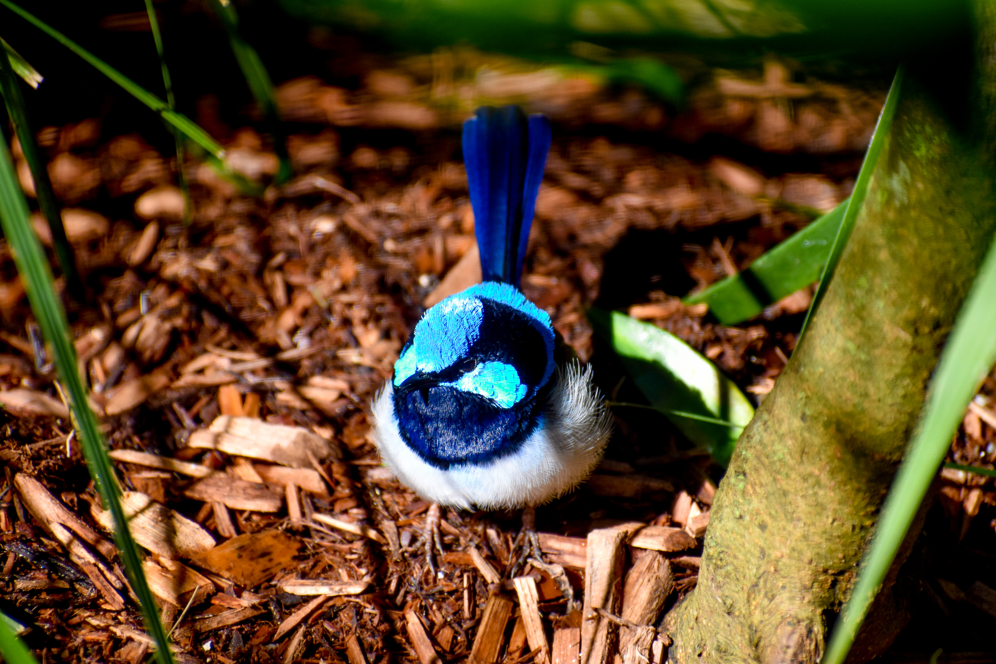 Superb Fairywren