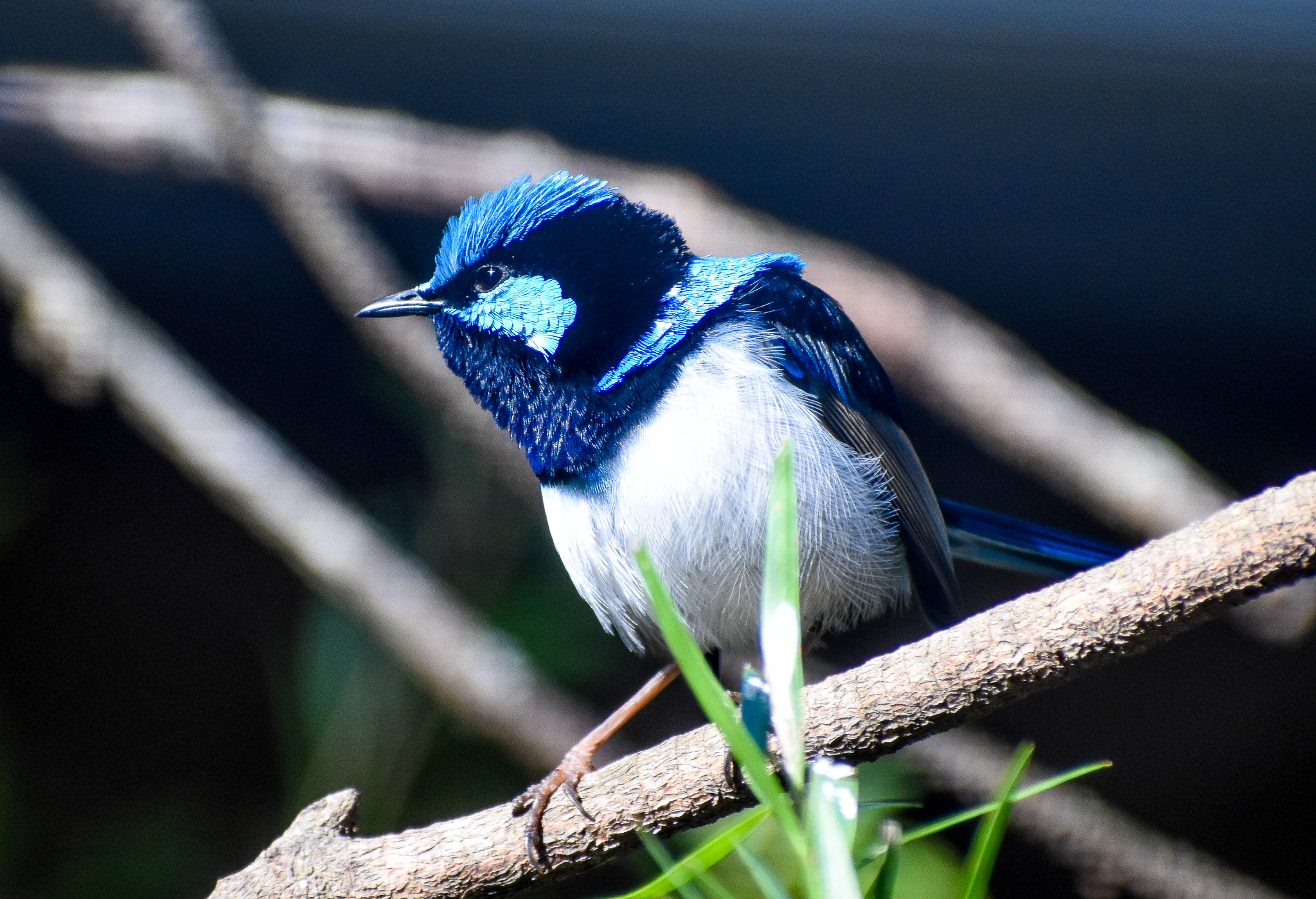 Superb Fairywren