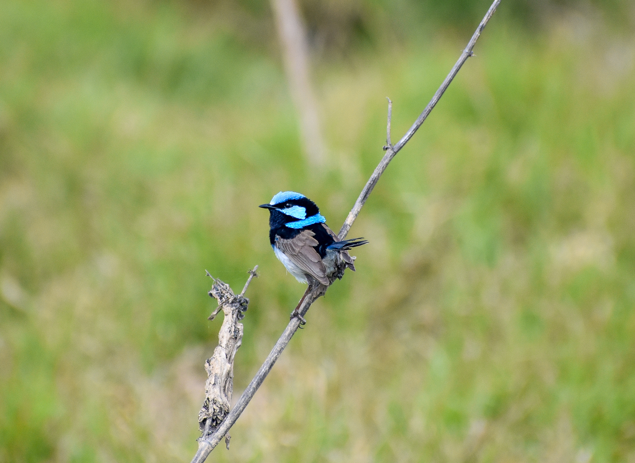 Superb Fairywren