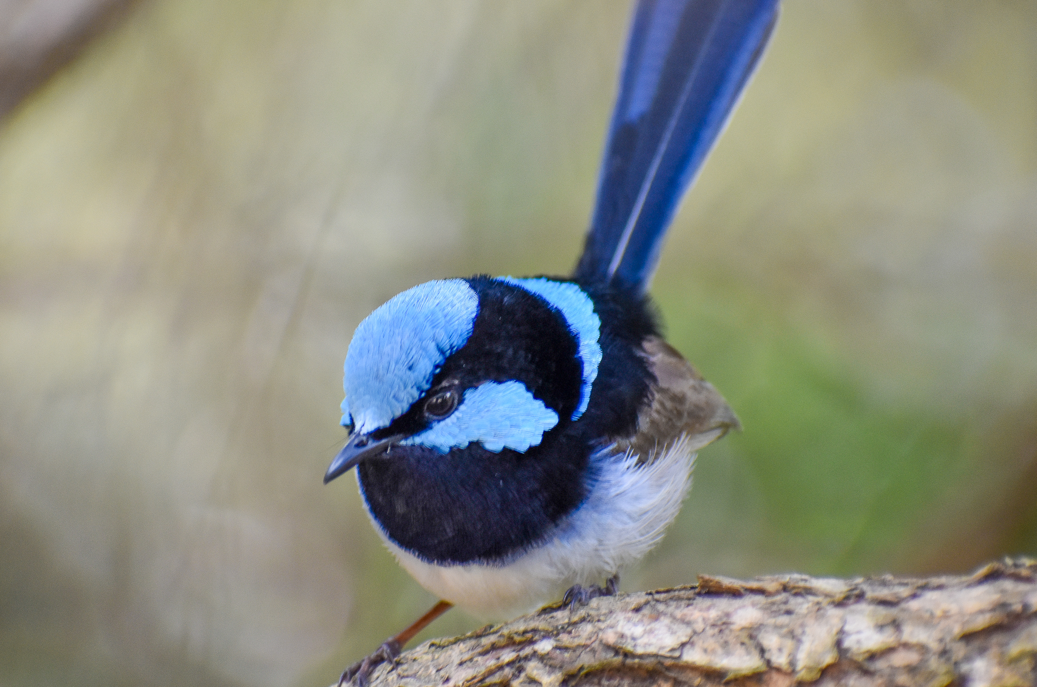 Superb Fairywren