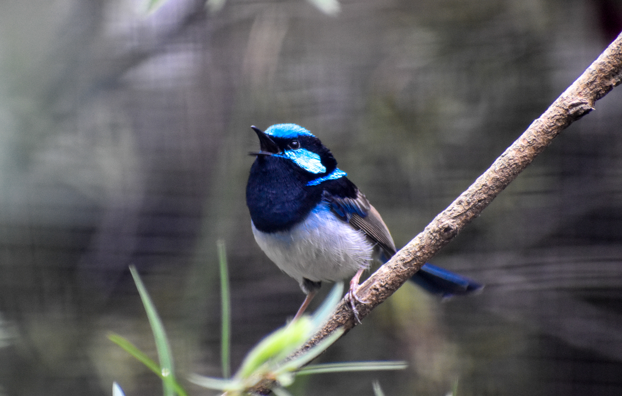 Superb Fairywren