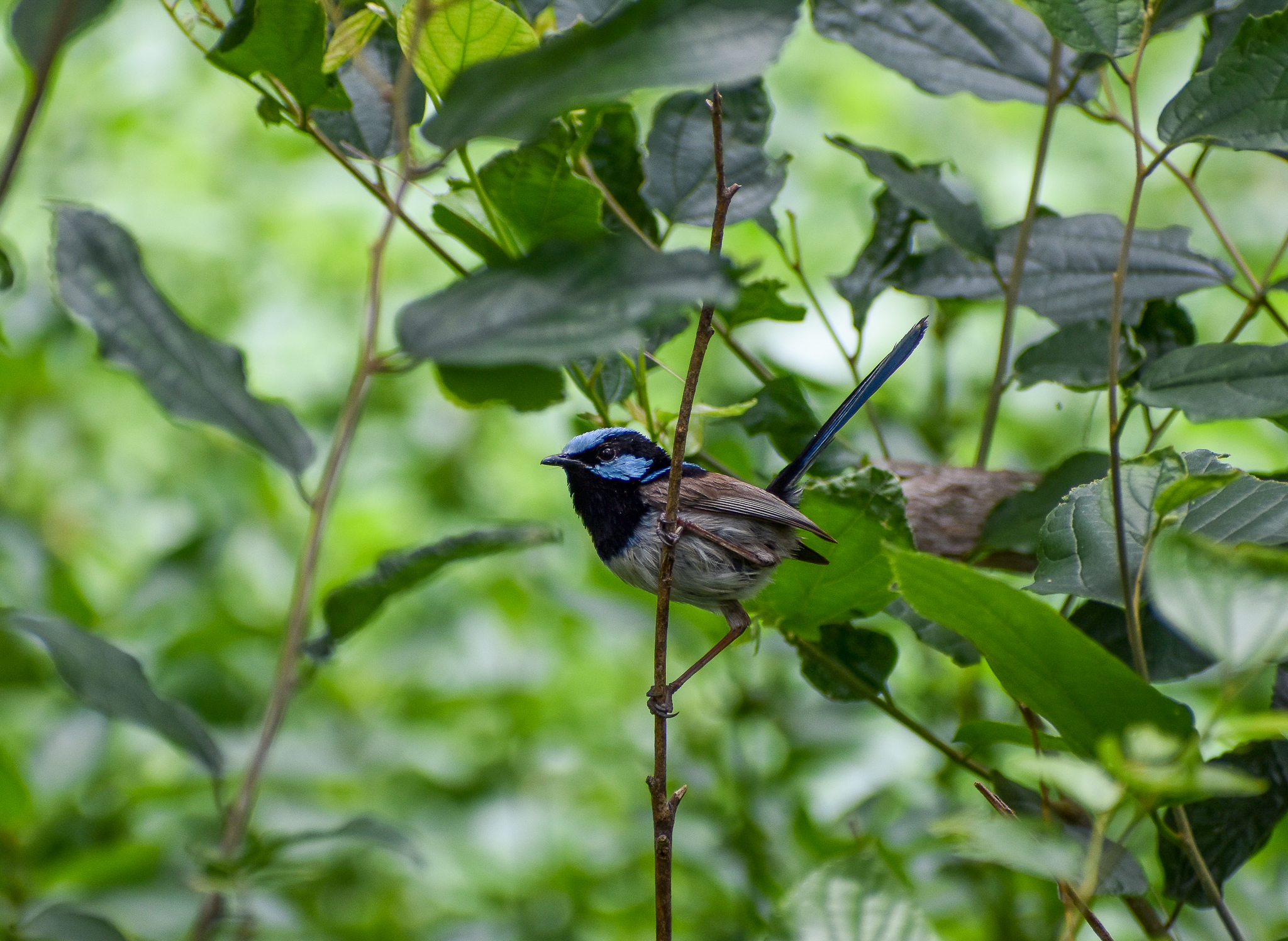 Superb Fairywren