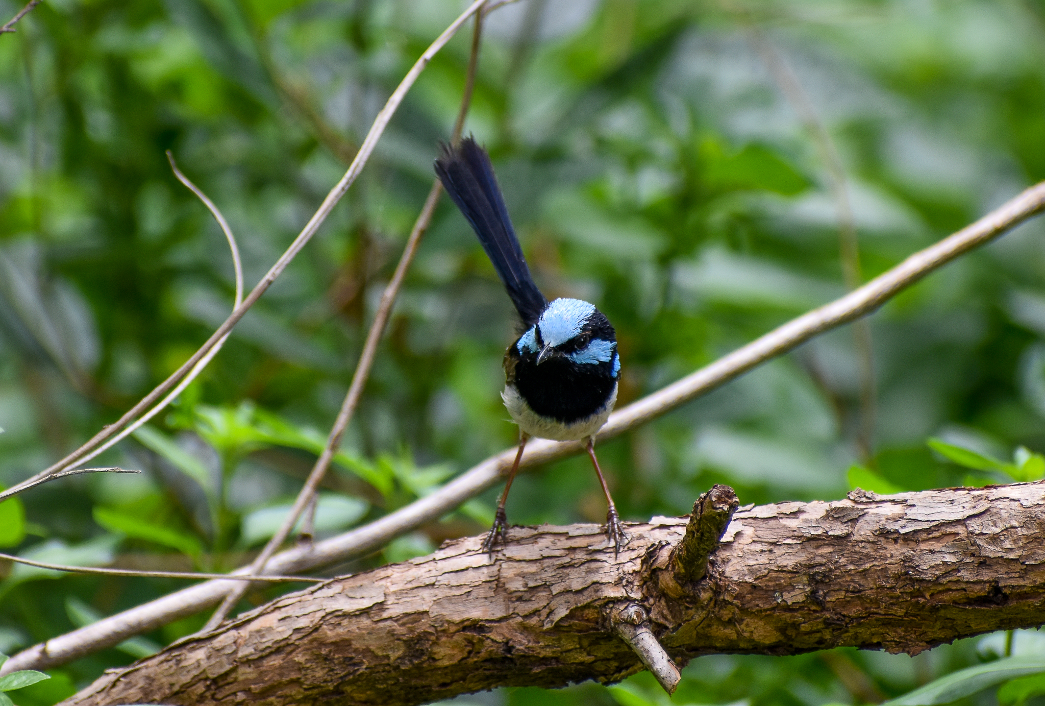 Superb Fairywren