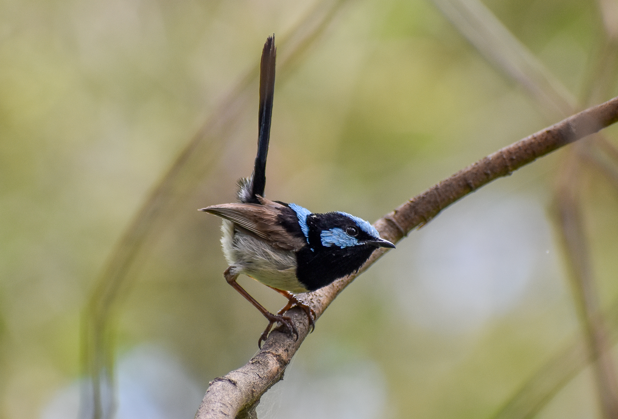 Superb Fairywren