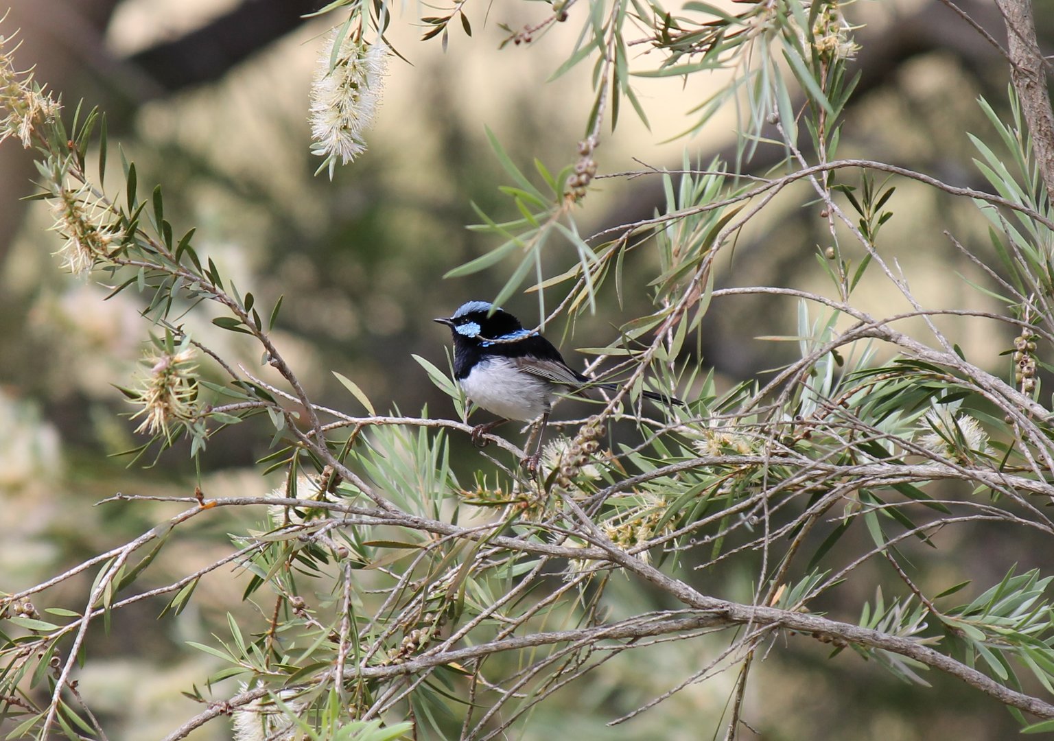 Superb Fairywren