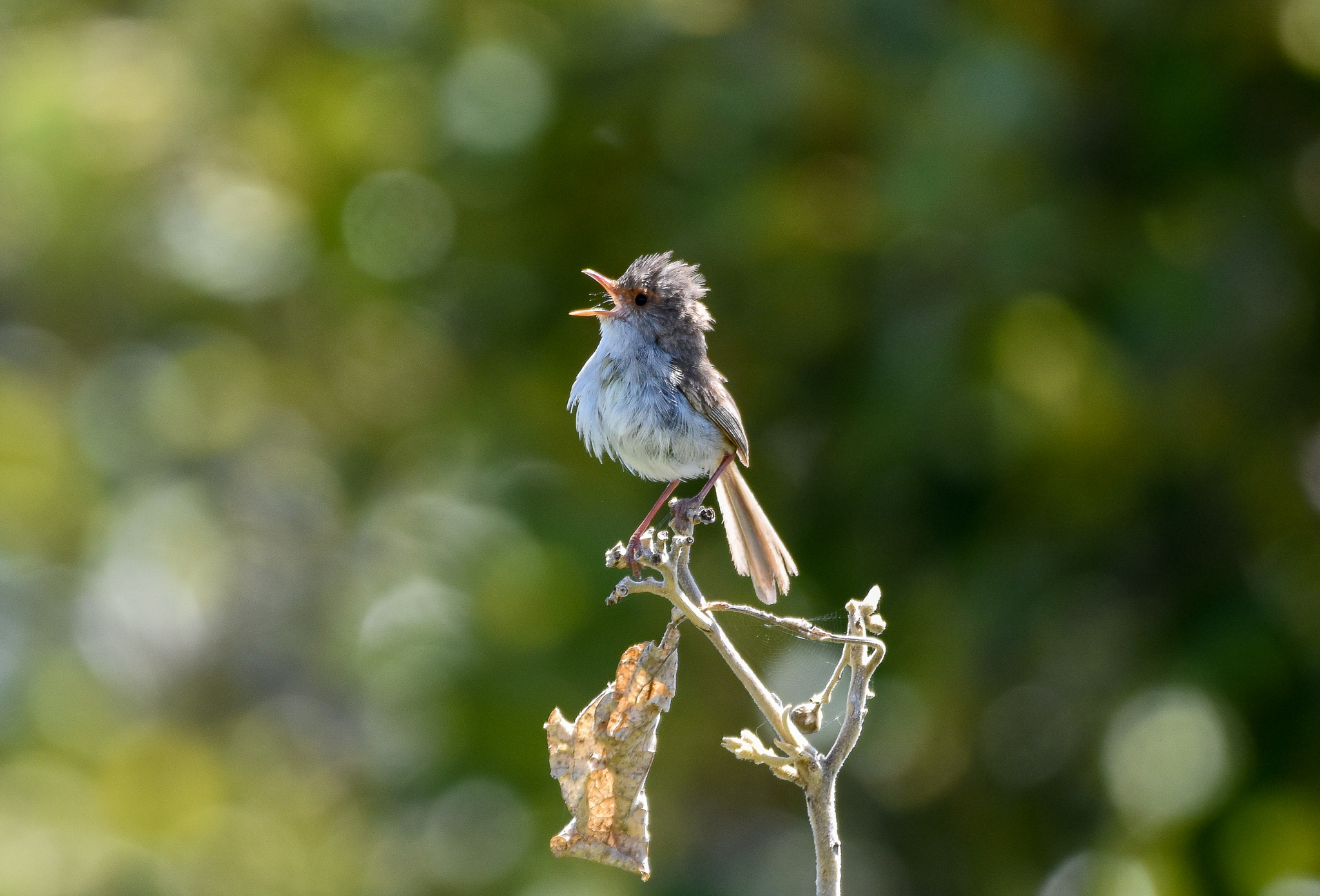 Superb Fairywren