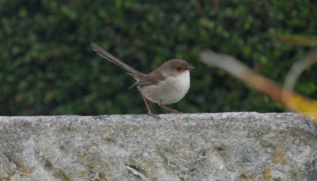 Superb Fairywren