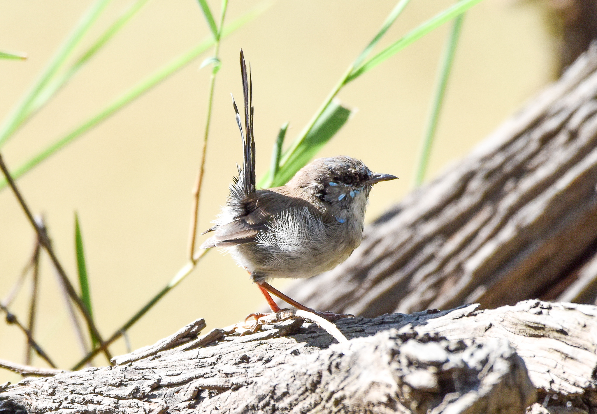 Superb Fairywren