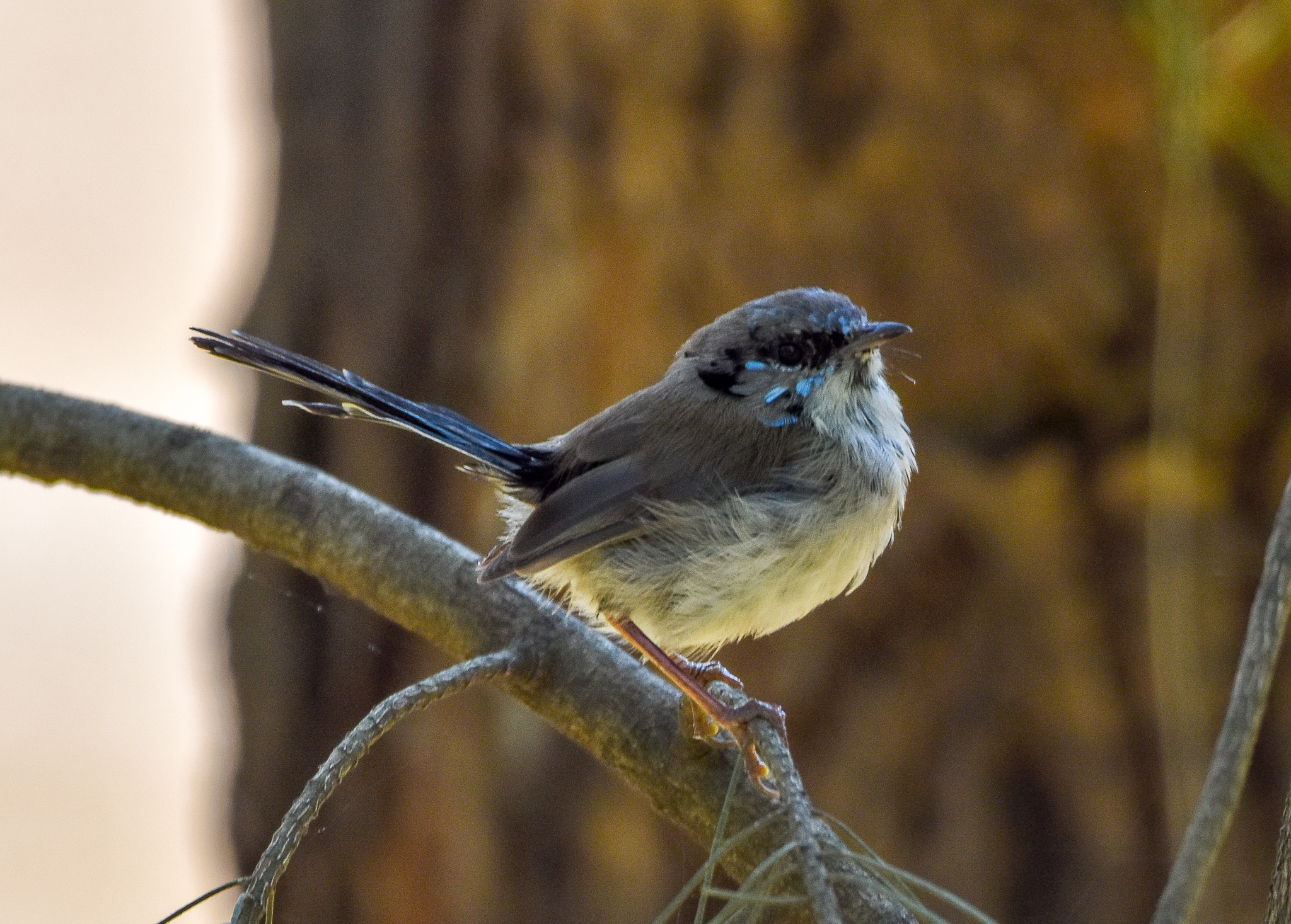 Superb Fairywren