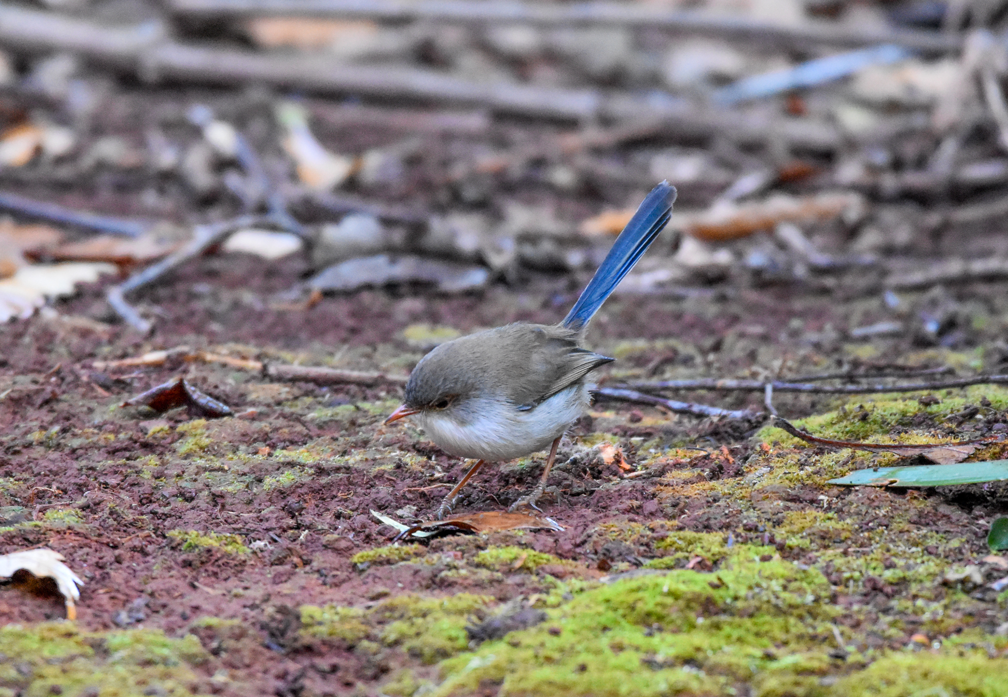 Superb Fairywren