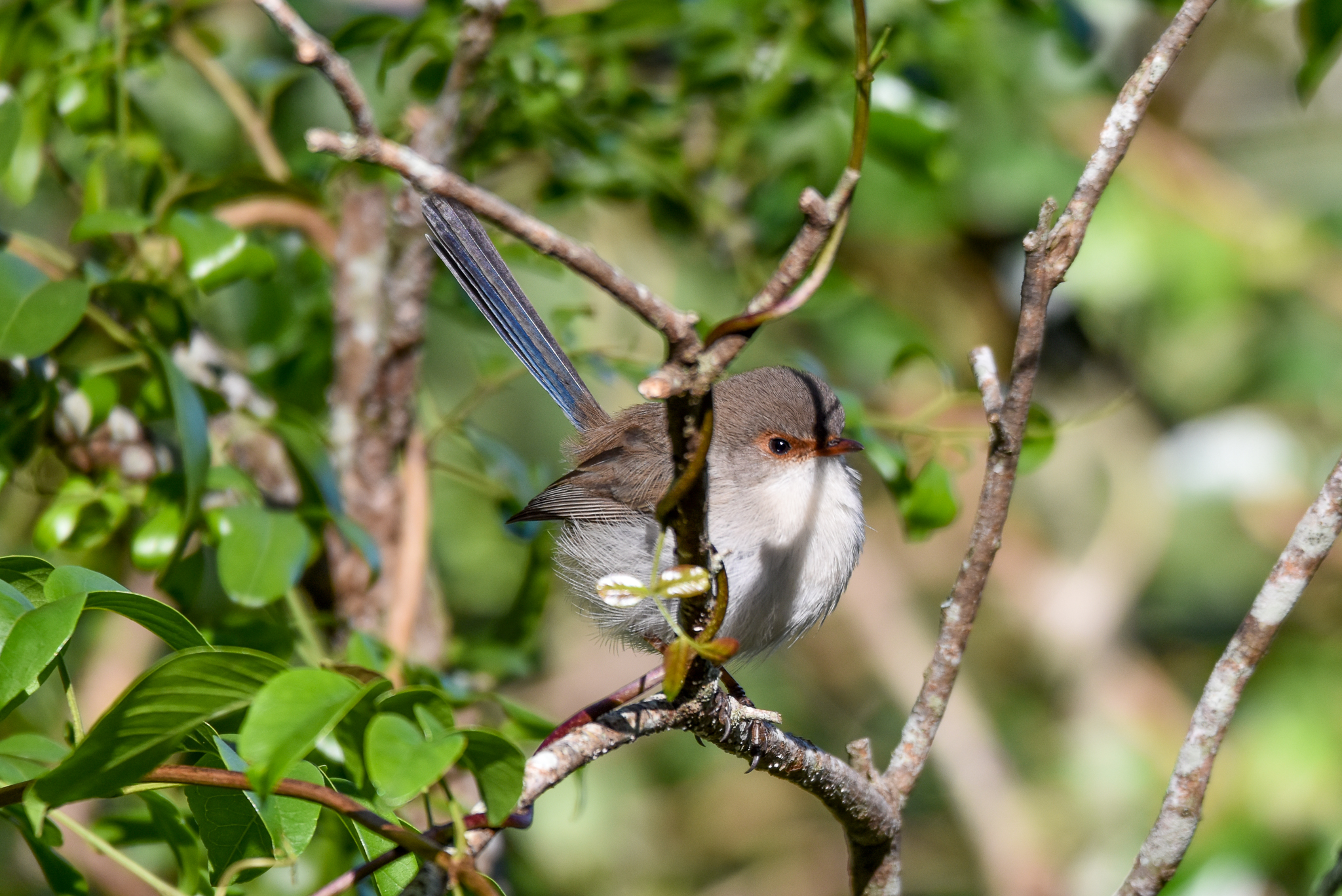 Superb Fairywren