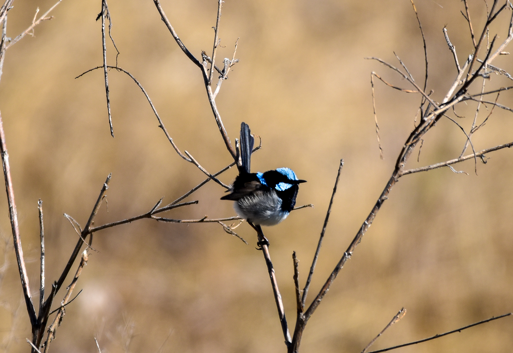 Superb Fairywren