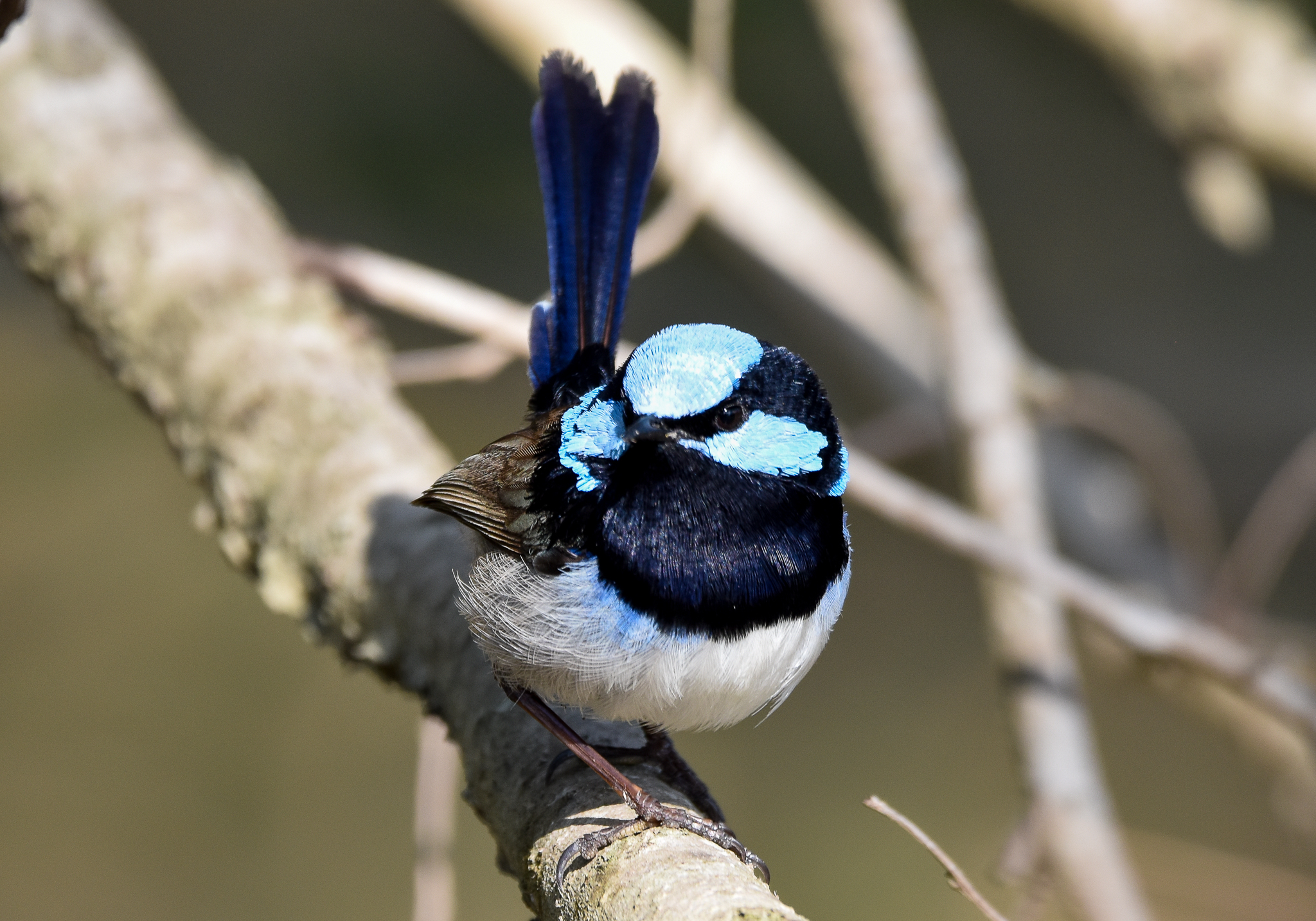Superb Fairywren