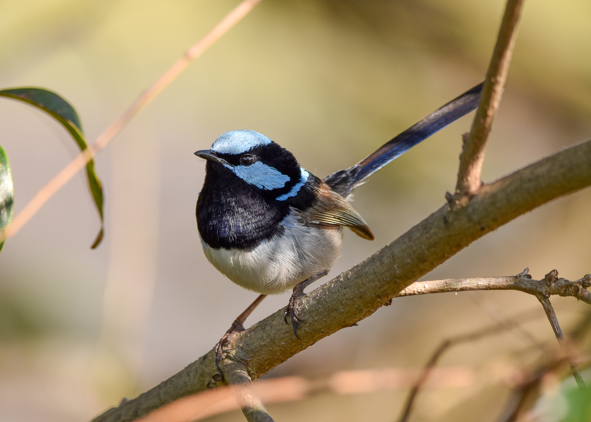 Superb Fairywren