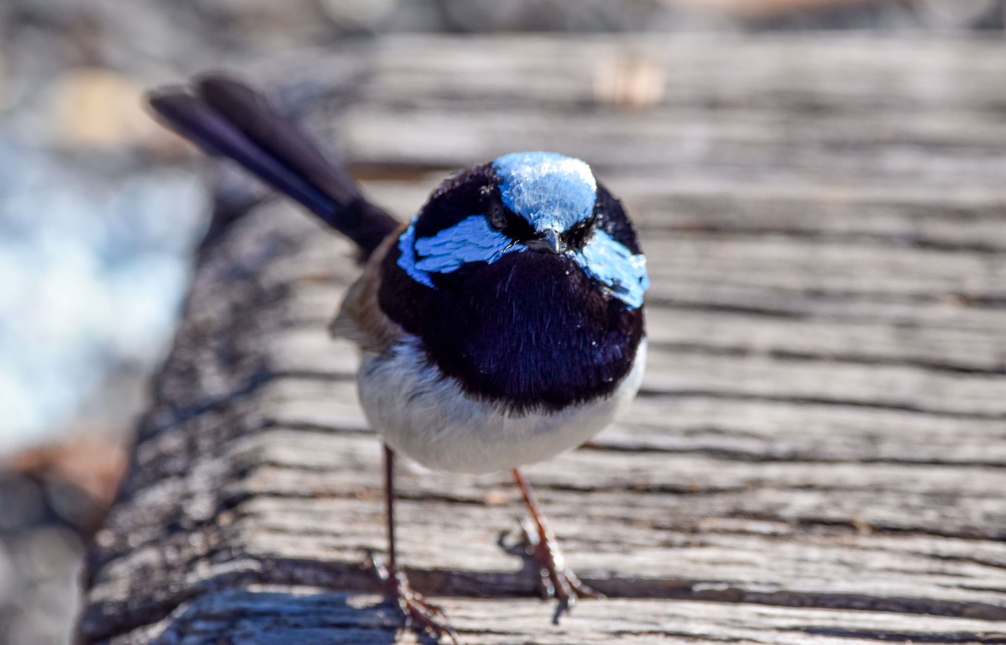 Superb Fairywren