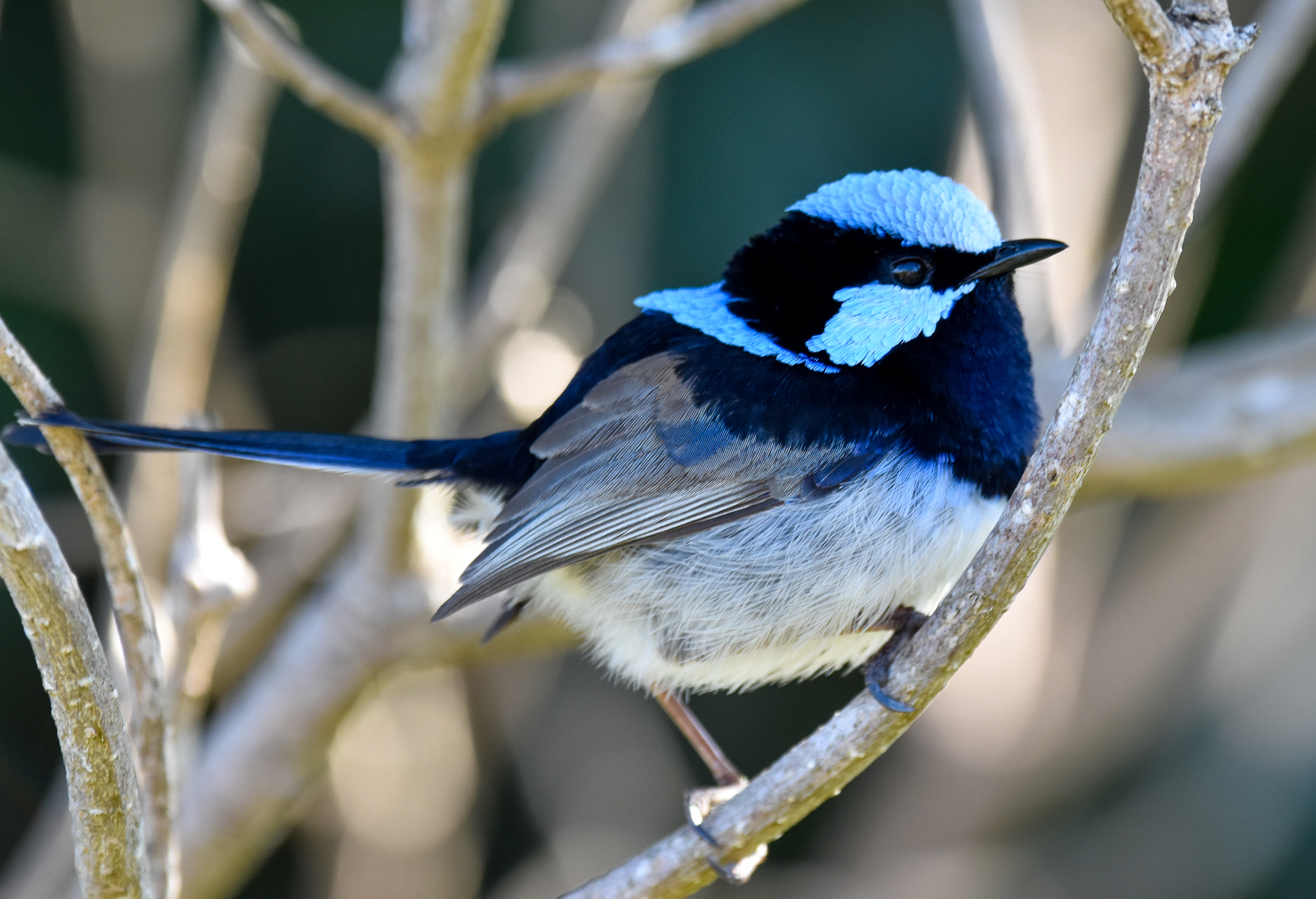 Superb Fairywren