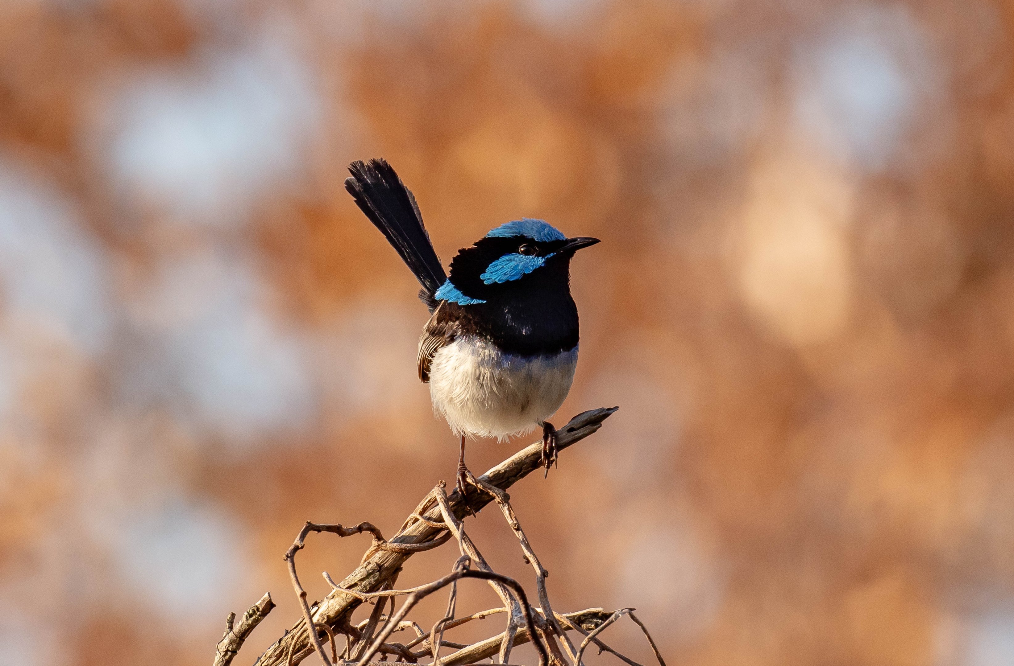 Superb Fairywren