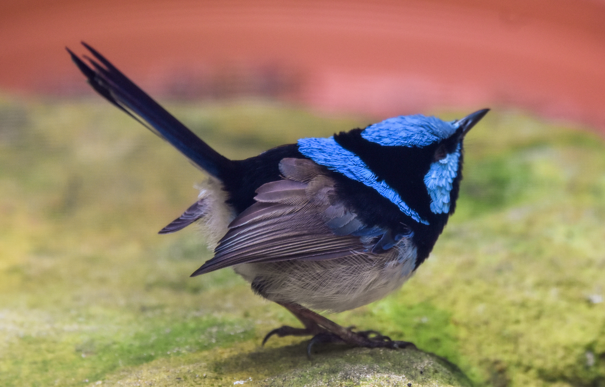 Superb Fairywren