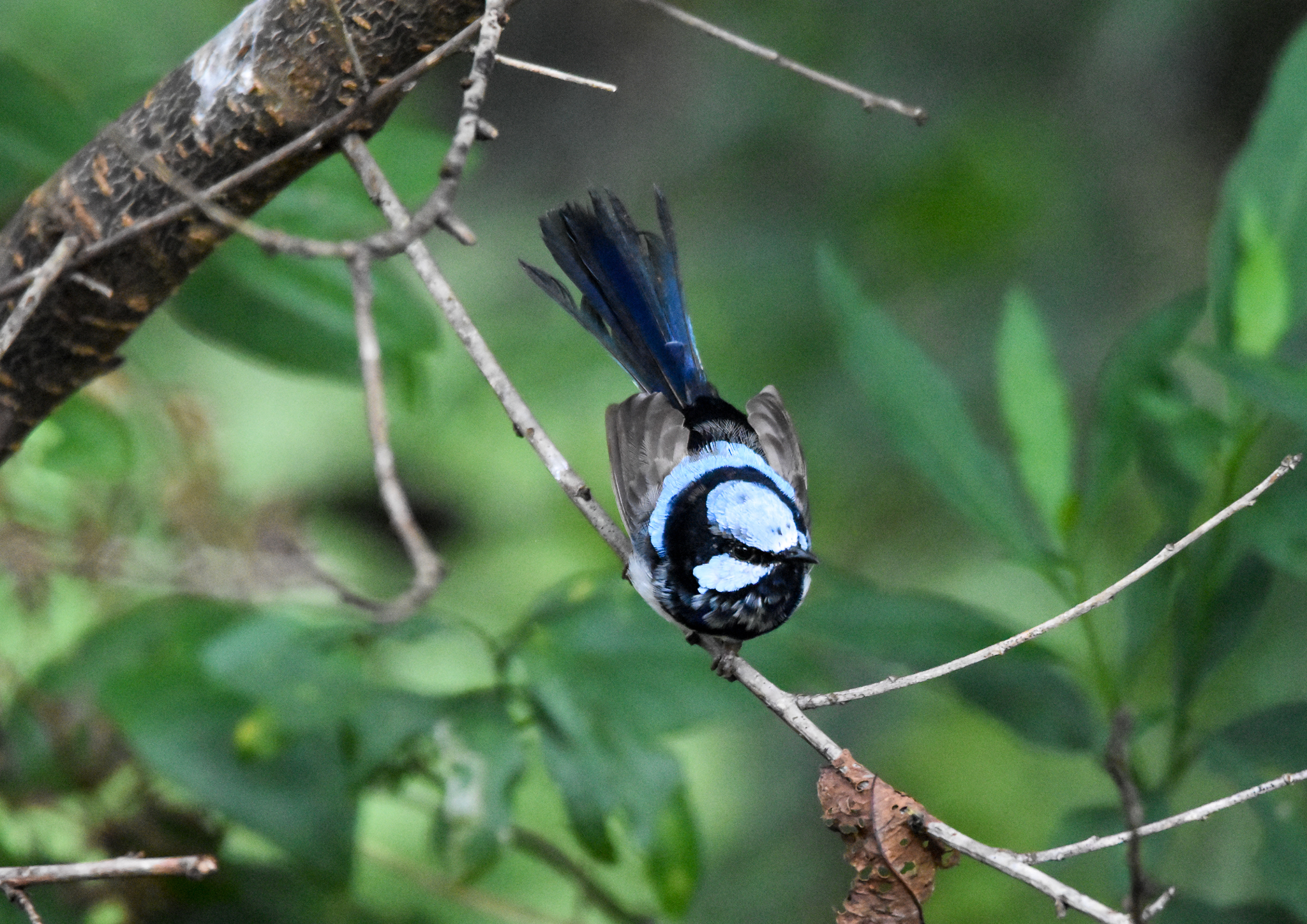 Superb Fairywren