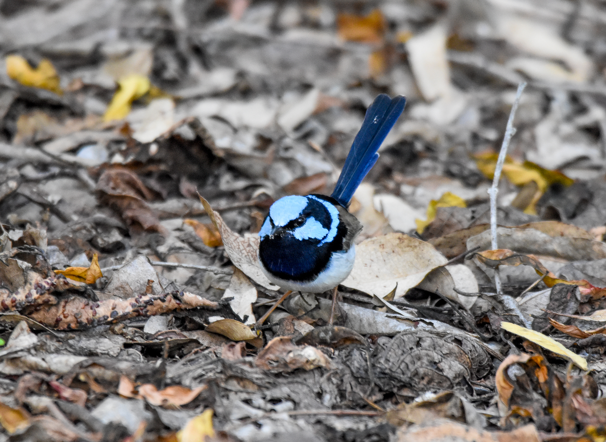 Superb Fairywren