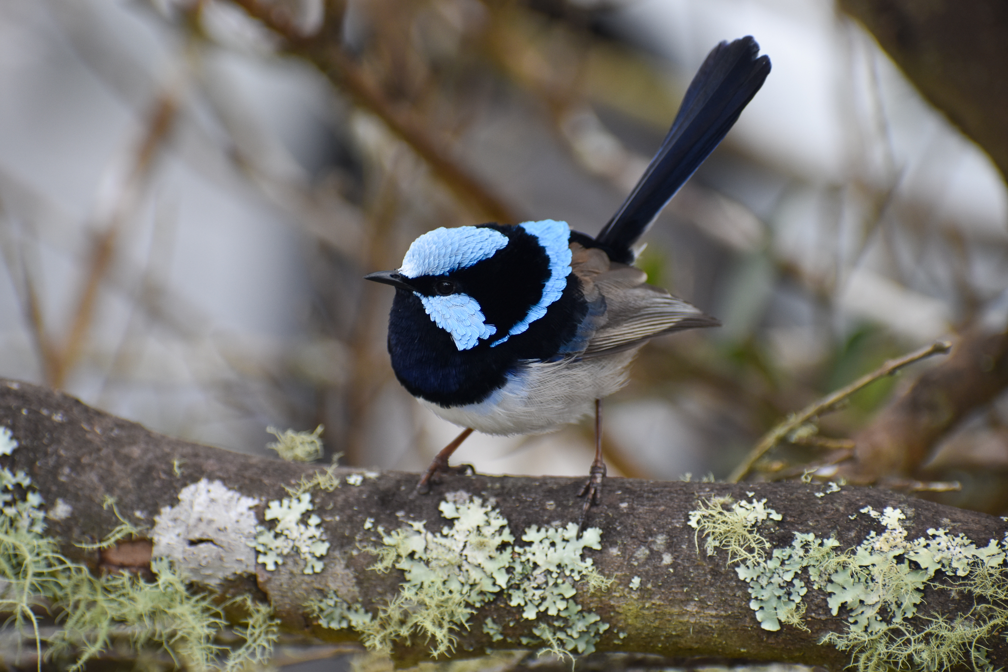 Superb Fairywren