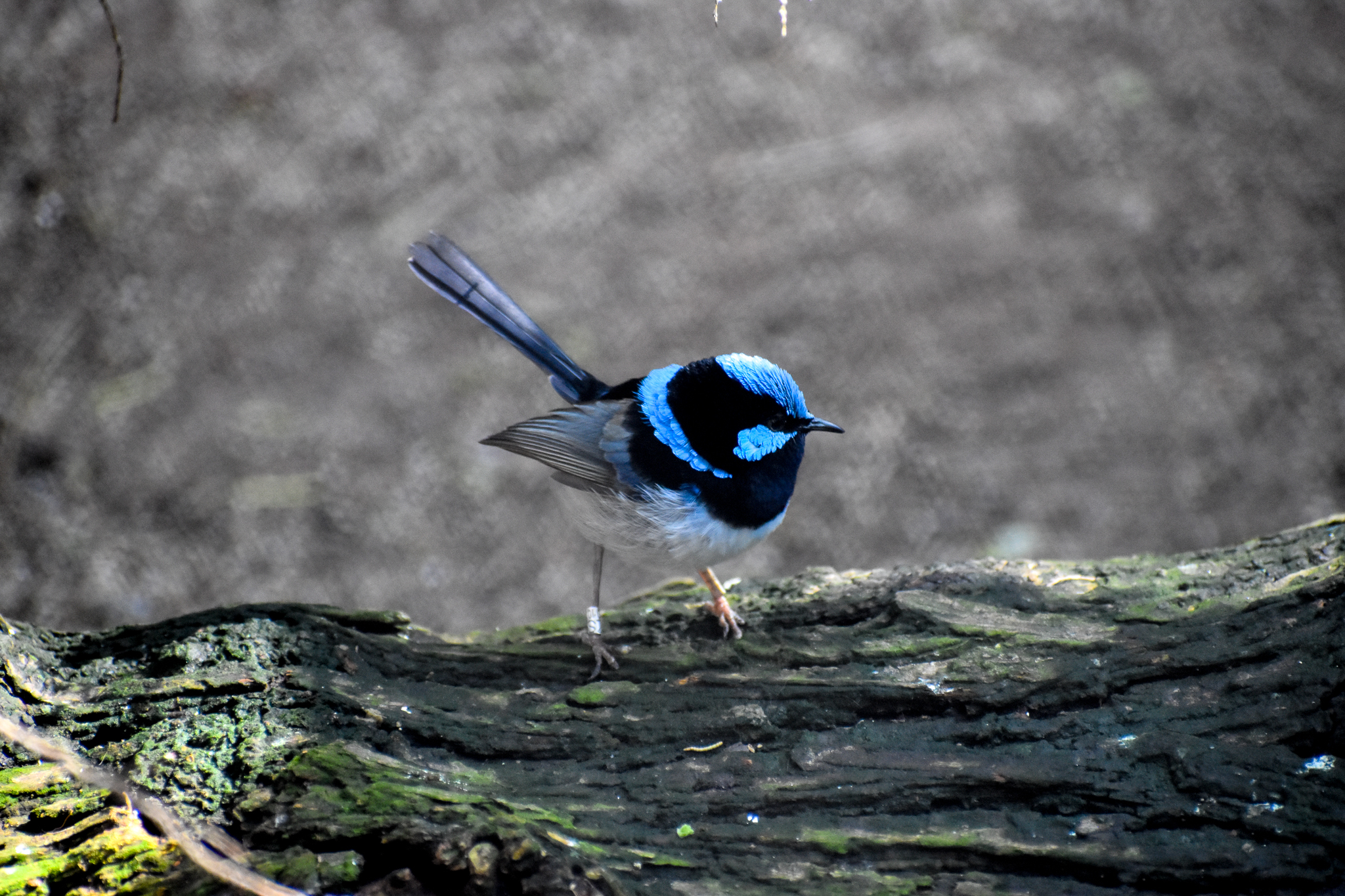 Superb Fairywren