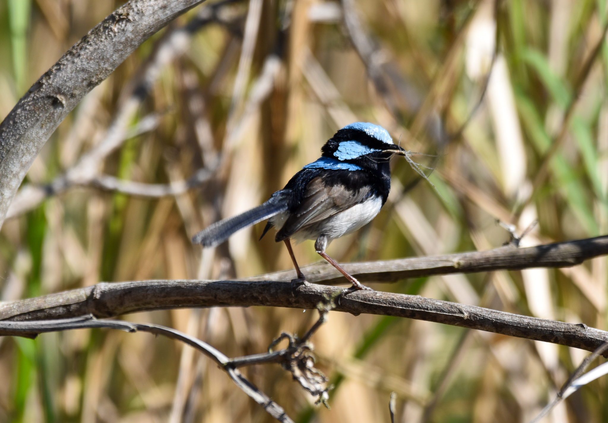 Superb Fairywren