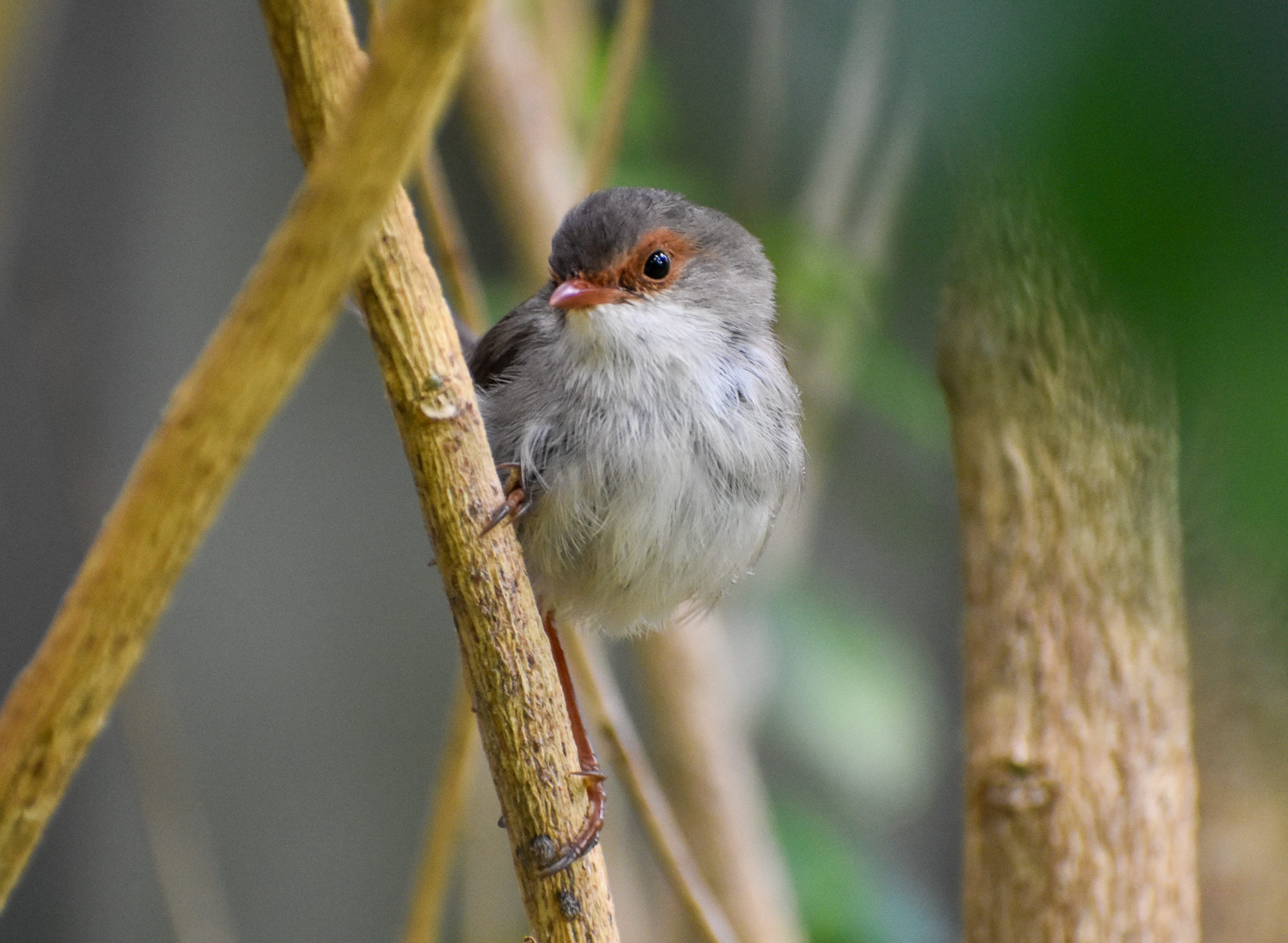 Superb Fairywren