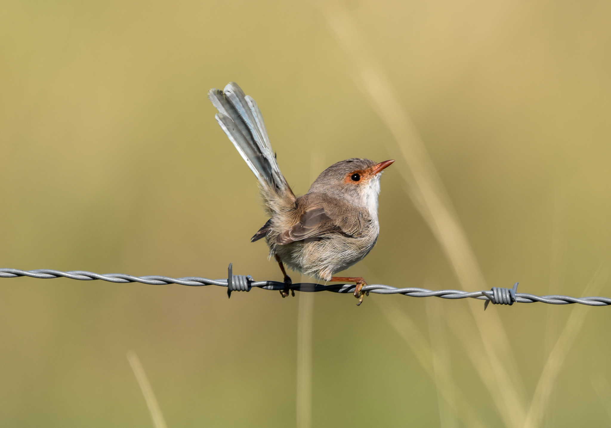 Superb Fairywren