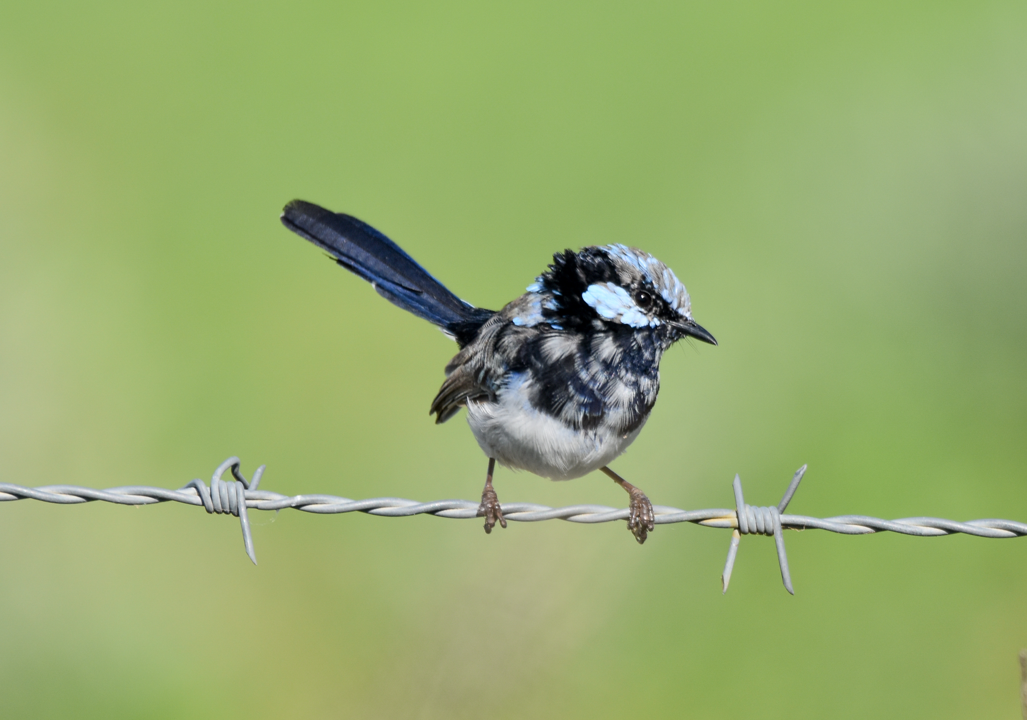 Superb Fairywren