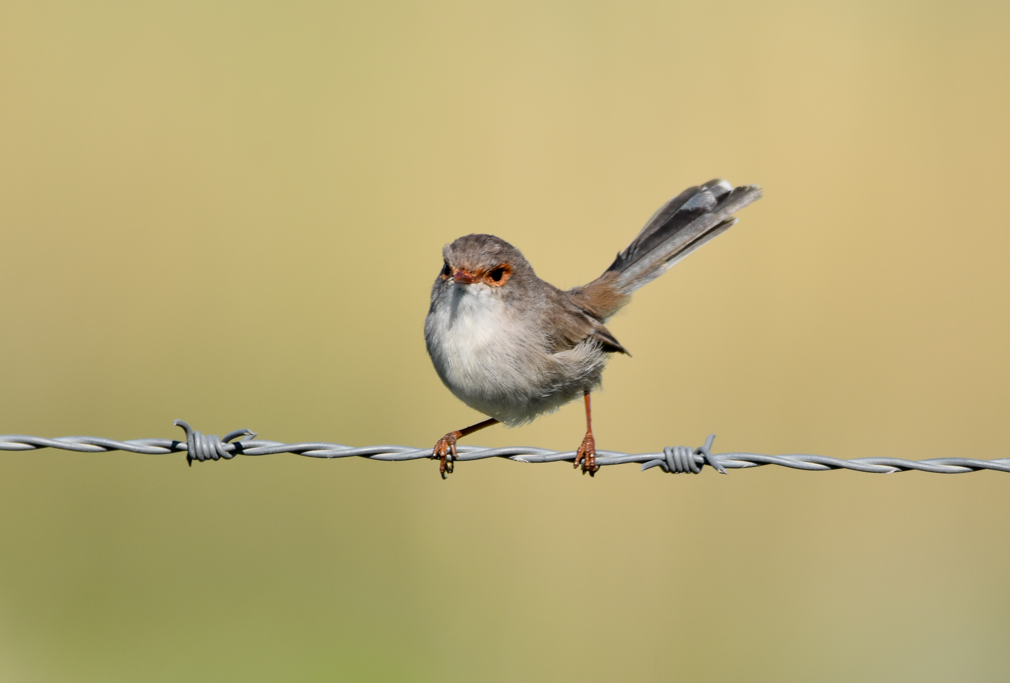 Superb Fairywren