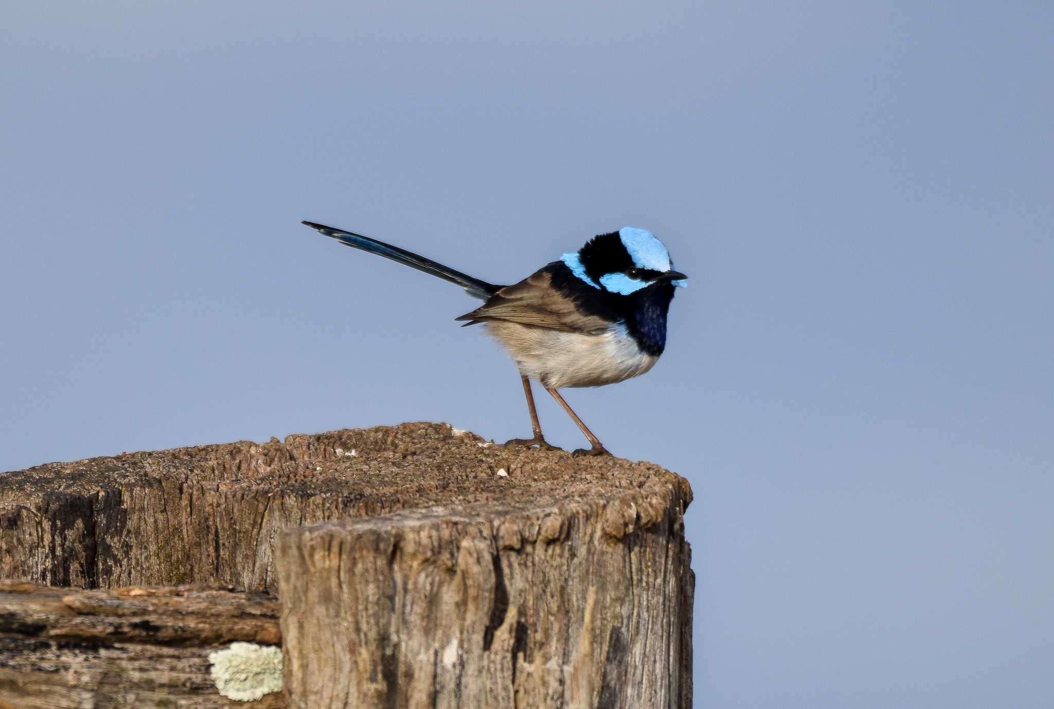 Superb Fairywren