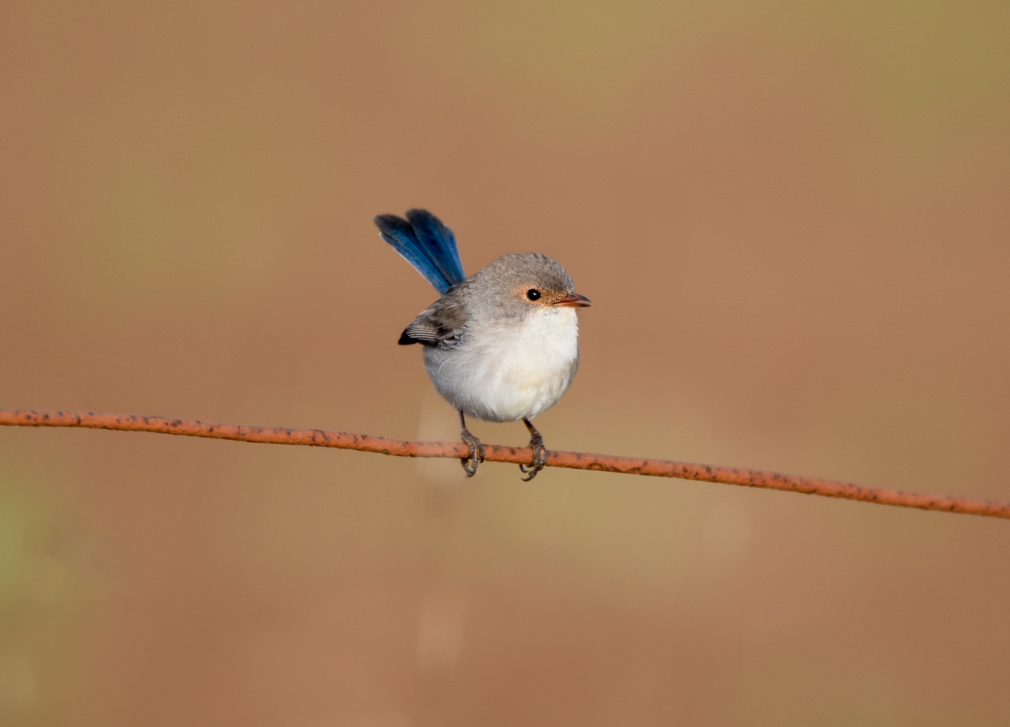 Superb Fairywren
