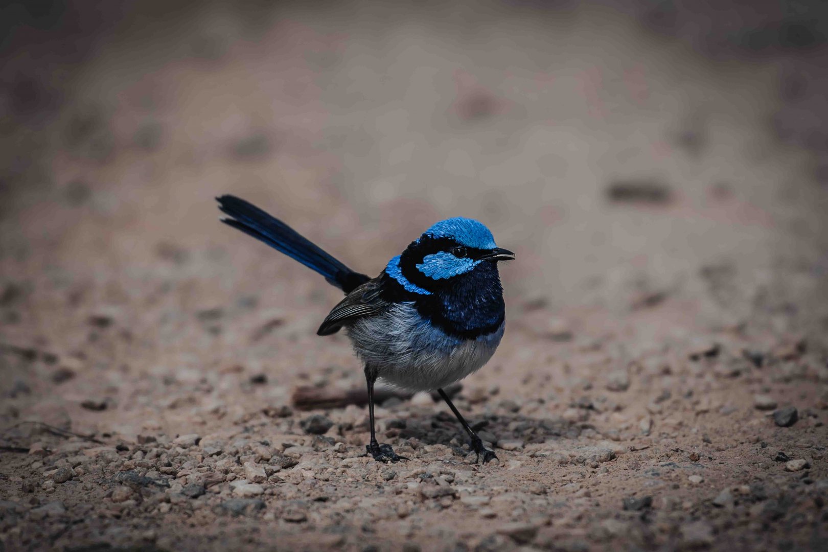 Superb Fairywren