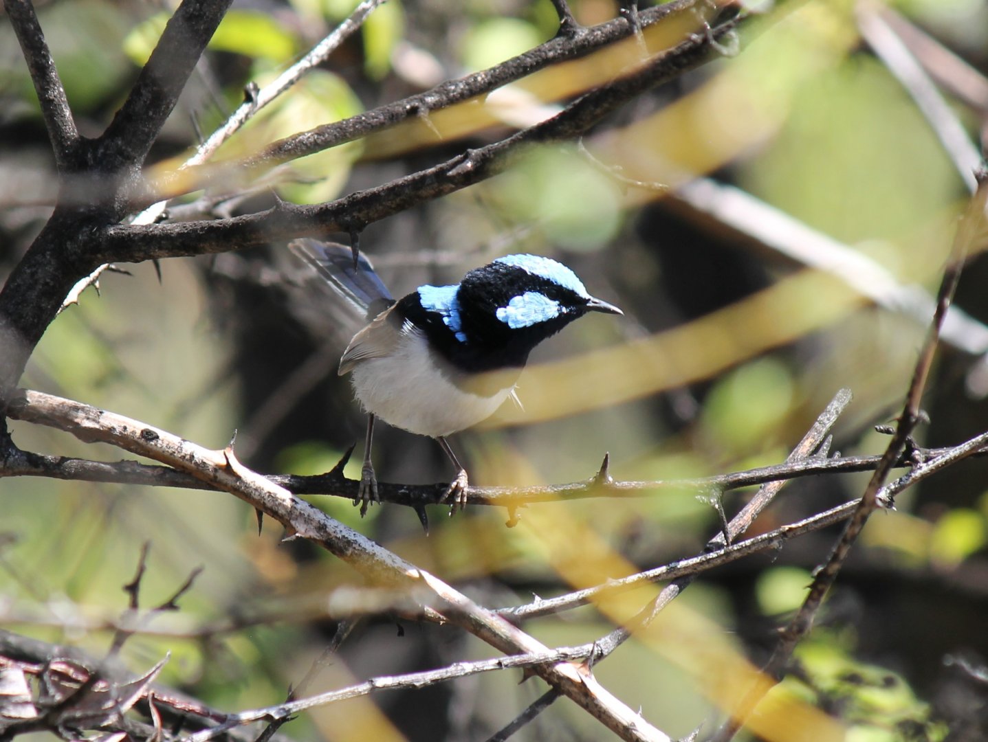 Superb Fairywren
