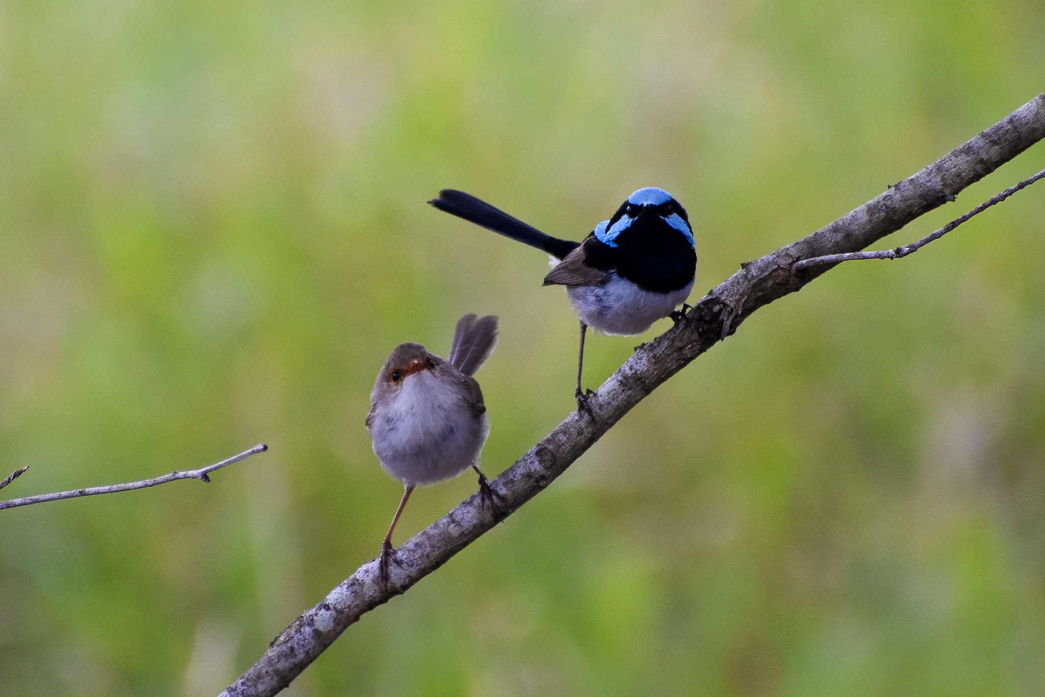 Superb Fairywrens (Malurus cyaneus)