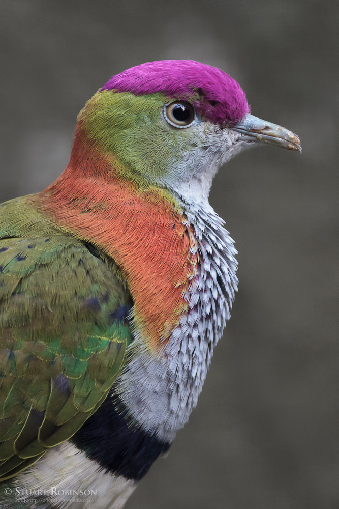 Superb Fruit Dove - 19/04/2011