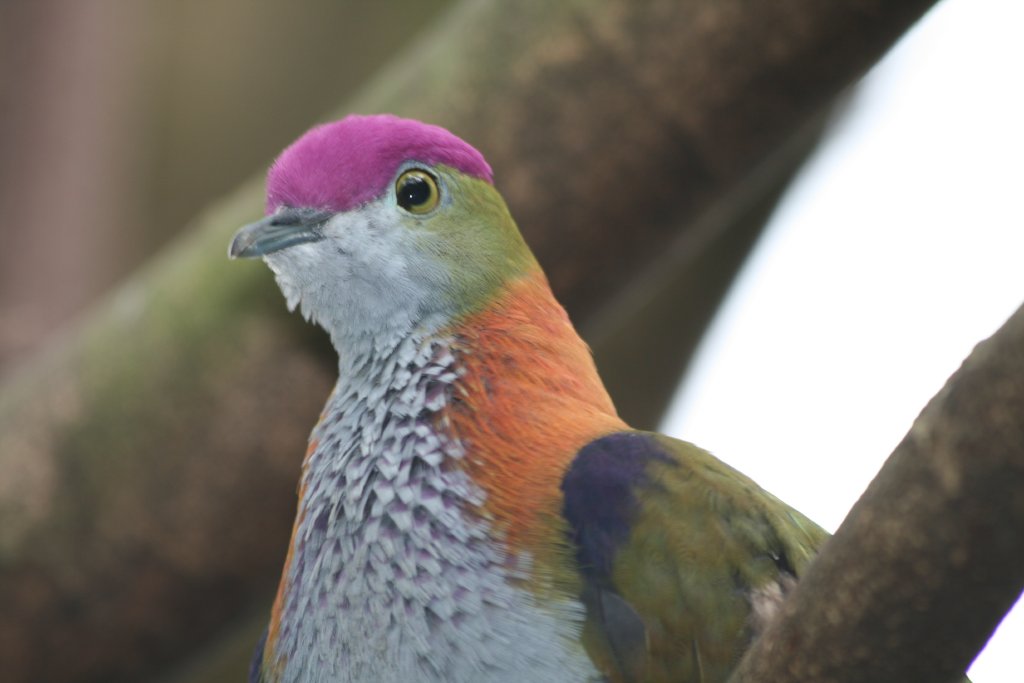 Superb Fruit Dove (aka Purple-crowned Pigeon)