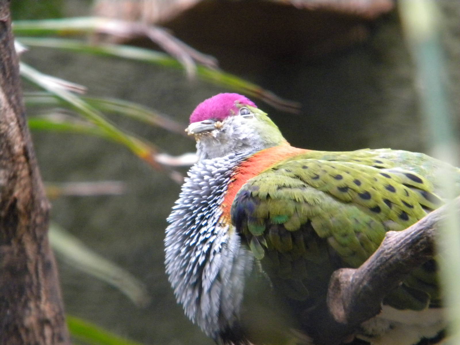 Superb fruit Dove at Chester Zoo 11/06/11