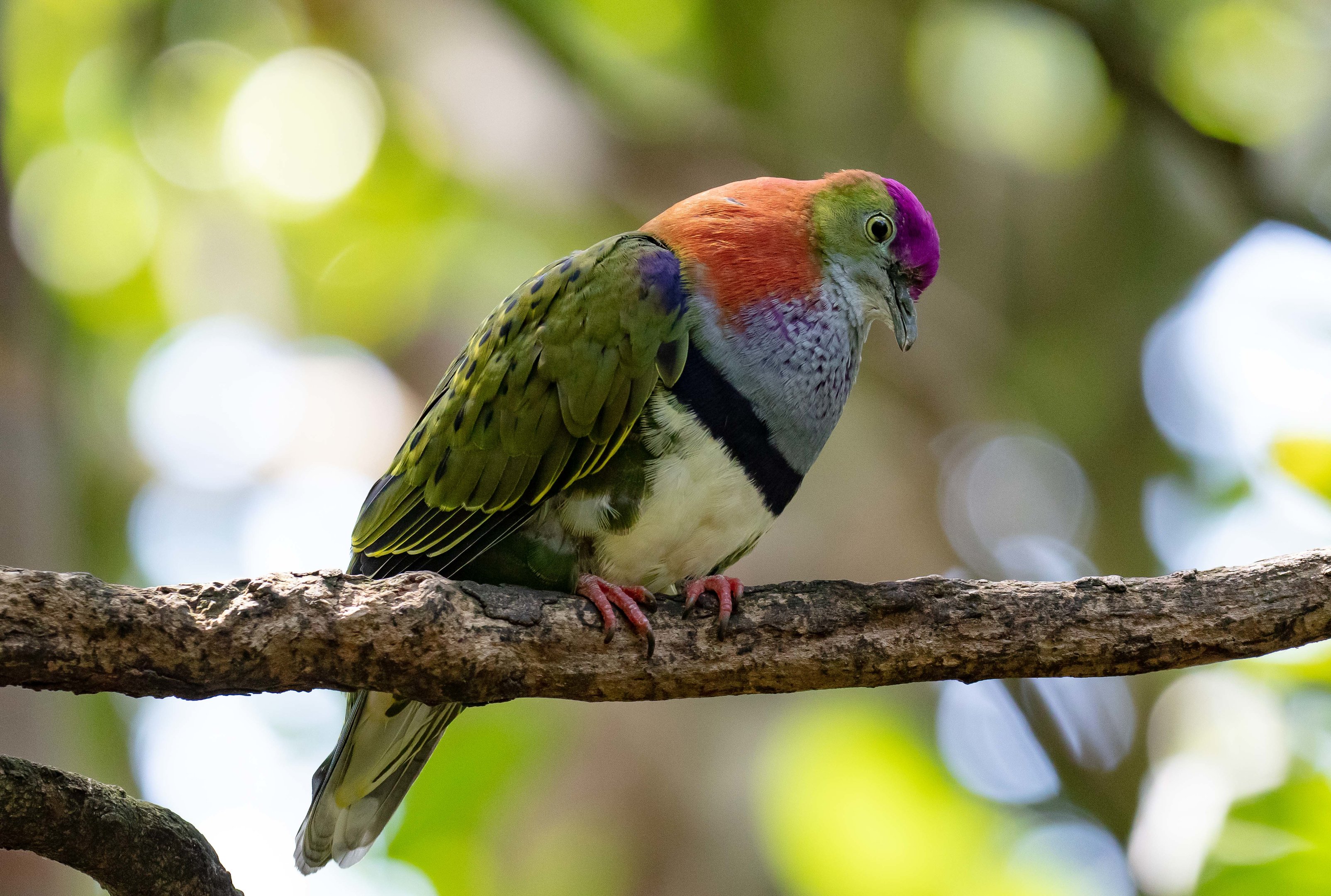 Superb Fruit Dove booming