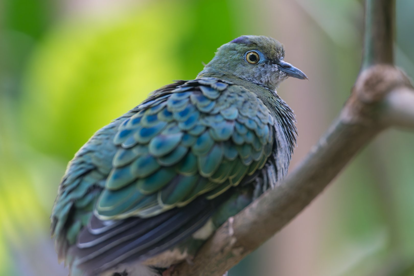Superb Fruit Dove, Chester, UK