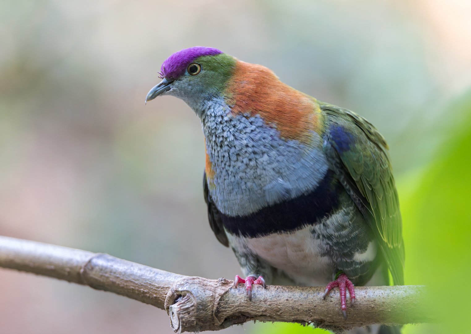 Superb Fruit Dove, Chester, UK
