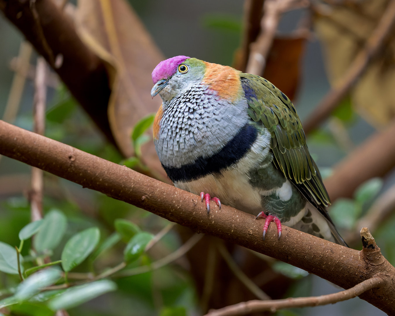 Superb Fruit Dove / Chester Zoo / 9-9-22